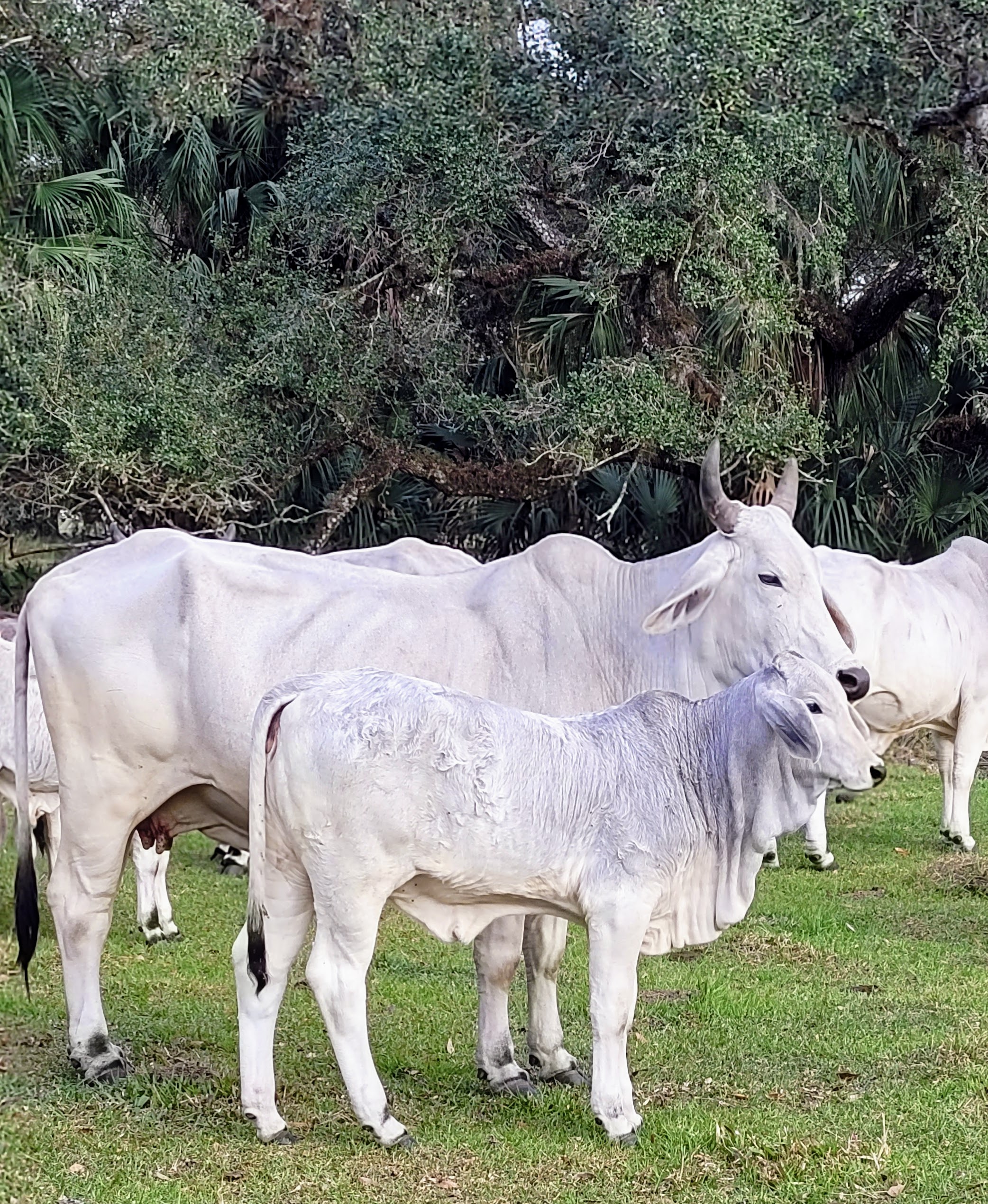 Calves/Purebred Brahman Bull